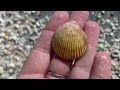 Looking for Florida sea shells, shark teeth and a manatee encounter!