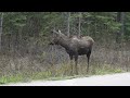 Explore Jasper National Park in 4K | Before the Wildfires Struck