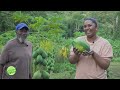 Visit to a Pawpaw / Papaya Farm in Trinidad & Tobago