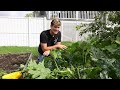 Try These Methods For Growing Large and Healthy Zucchini
