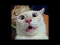 Cat story (funny)