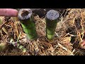 How to Remove Bamboo Roots From Your Garden - With and Without using poison.