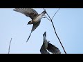 Purple Martins Flying in Slo Mo