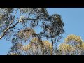 Swift Parrot sighting I - 21/06/2024