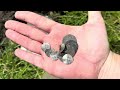 Medieval Gold & Silver coin hoard found metal detecting Minelab Manticore #metaldetecting #gold