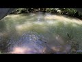Redbreast Sunfish and Bluegill Creek Fish LOVE Joes Flies Spinners! 5 Minute Video!
