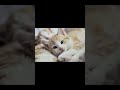 Cute Kitten meowing so cute || catsworld shabeenkhan