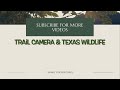 TX Hill Country Cam: CamPark T80 Trail Camera May 9- Aug. 3, 2024