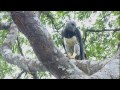 Inside a Harpy Eagle Nest | Ultimate Killers | BBC Earth