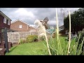 Birds gathering pampas grass nesting material