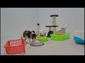 Pets Being Silly: A Compilation of Laughs 😂 Funny Videos Compilation 🐱