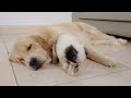 Abandoned Puppy and Golden Retriever Go From Strangers to Best Friends