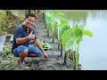 Brilliant Ideas for Raising Free-Range Chickens & Ducks! Using Banana Trunks as Chicken & Duck Feed!