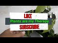 Philodendron Brazil Houseplant Rescue & Update 2021🚩Audio Corrected🚩