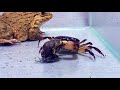 Asian Bullfrog With Big Crab And Banded Bullfrog! Warning Live Feeding