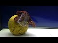 Octopus VS Unsolvable Puzzle - Behavior Observation Experiment