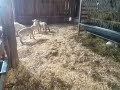 The joy of lambs