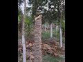 sagwan tree farming | Sagwan ki kheti