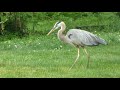 Blue Heron's Choice & Concentration Vs Chipmunk's Helplessness, June 10, 2019