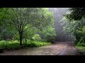 Refreshing Rain Falling on a Forest Trail - Rain Sounds for Relaxation and Sleep, Calm Your Mind.