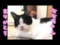 【動物の魂の言葉】神様の魂が入った猫ちゃんからのメッセージ