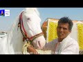 बिकाऊ घोड़े की सौदेबाज़ी -पार्ट 52 Balotra Horse Market 2024 Tilwada Pashu Mela Horse Sale Price Video