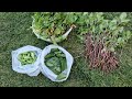 Dear Viewer In August I picked some more vegetables from my vegetable garden | Hobbyist Gardening UK