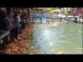 Sungai penuh dgn ikan mas || mancing ikan mas || Wisata pelang Tuban