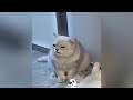TRY NOT TO LAUGH 🤣 Best Funny Cats Videos 😅🤣