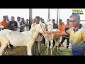 YEOLA HORSE MARKET || MAHARASHTRA _ Video-1