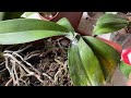 How to take care of an unhealthy orchid