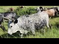 Maasai Cows