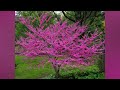Colorful Small Trees For Front Yard | Small Garden Ideas | Best Ornamental Trees For Front Yard