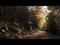 Autumn Forest Stillness / Birds Singing, Colorful Trees,...