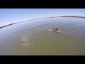 marco island dolphin