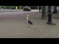 Heron kills and eats a rat - Amsterdam 2016