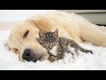 Drowsy Kitten Falls Asleep Against Golden Retriever