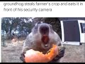 Groundhog munching on stolen veggies in front of security camery