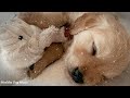 3 Hours of Anti Anxiety Music for Dogs: Cure Separation Anxiety with Dog Music & Dogs Calming Music