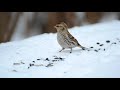 redpolls