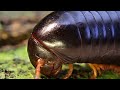 Archispirostreptus gigas (Giant African Millipede) Close-up