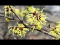 Name That Plant! How Google Helps You Garden: Use Google Lens AI To Identify Plants, Trees & Shrubs