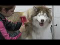 EXTREME Wooly Husky with an incredible transformation!