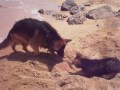 Bosco + Lia, lovely german shepherds, play with the sand..Pastor aleman y cachorro en arena playa.