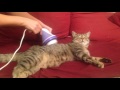 Funny cat massage