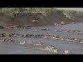 Tanzania Wildebeest River Crossing 4K