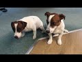 Double Stay and Go part 2#jackrussell #puppy #doglover #newzealand #christchurch