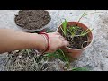 Grow and Care Rain Lily | How to divide rain Lily | Grow rain Lily bulbs | कैसे उगाए रेन लिली