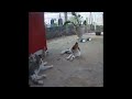 So Funny! Funniest Cats and Dogs 😍 Funny Cats Videos 2024 😆