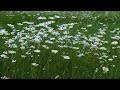 Relaxing music for stress relief, anxiety and depression
